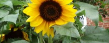rent in arizona: sunflower