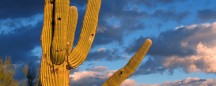 rent AZ: tucson
