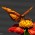 apts arizona: butterfly1