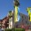 apts arizona: tamarak