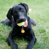 Pet friendly apartment with Bark Park Pet friendly apartments