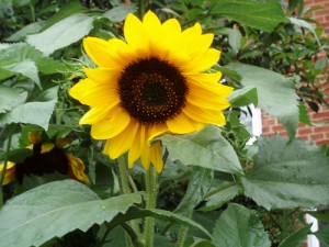 rent in arizona: sunflower