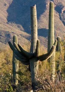 apts arizona: az cactus