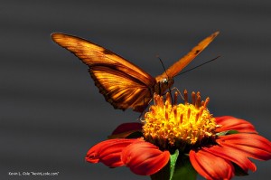 apts arizona: butterfly1