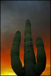 apts arizona: cactus