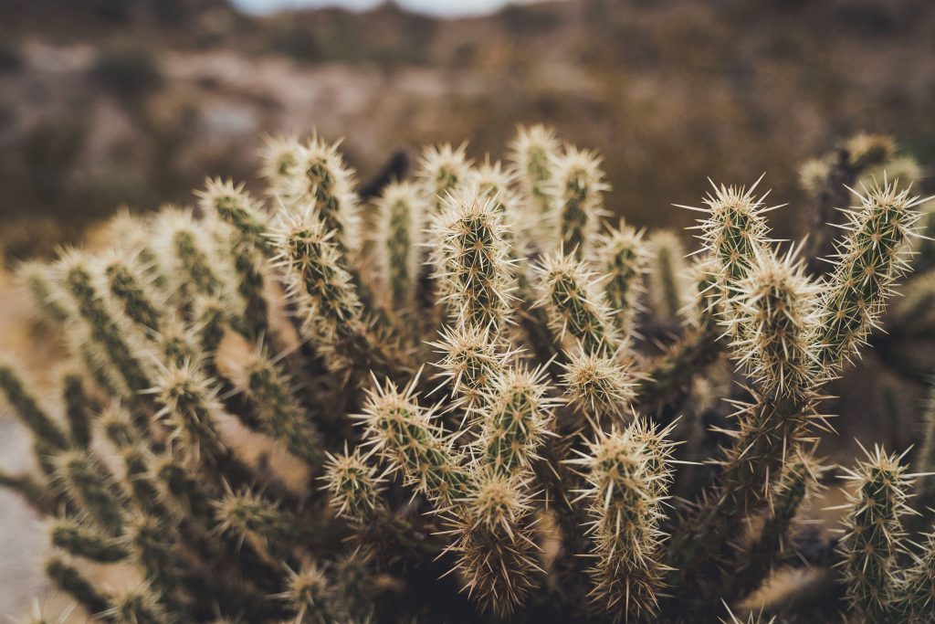 Cactus 