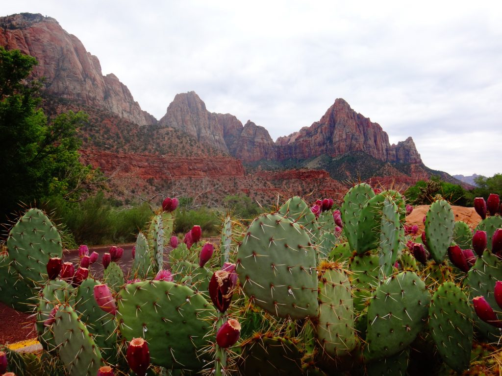arizona renter statistics