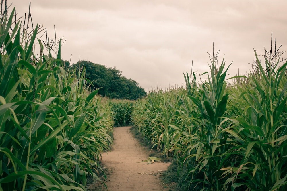 A Corn Maze